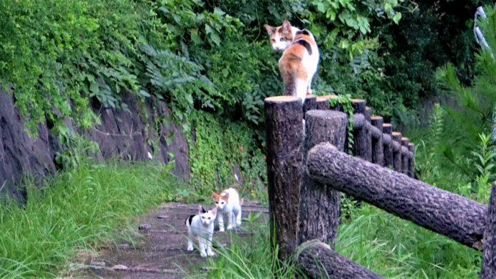子猫を呼び出す母猫