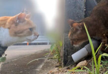 網に引っかかった猫を心配そうに見つめる猫