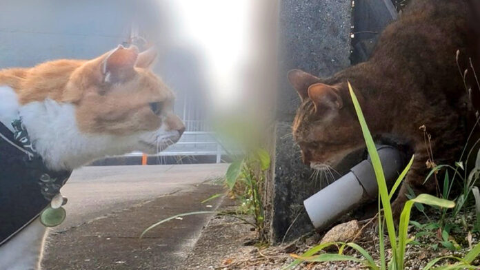 網に引っかかった猫を心配そうに見つめる猫