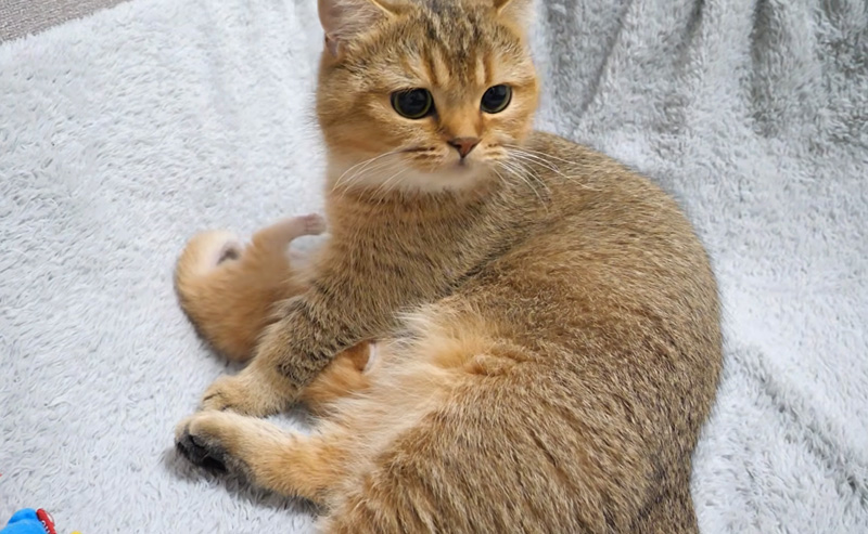 子育てするママ猫