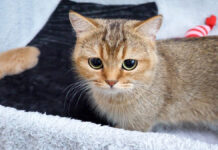 子猫の様子を見にくるママ猫