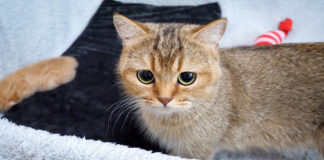 子猫の様子を見にくるママ猫