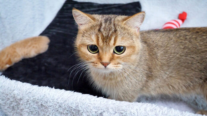 satsueikininaru_neko_title 子猫の様子を見にくるママ猫
