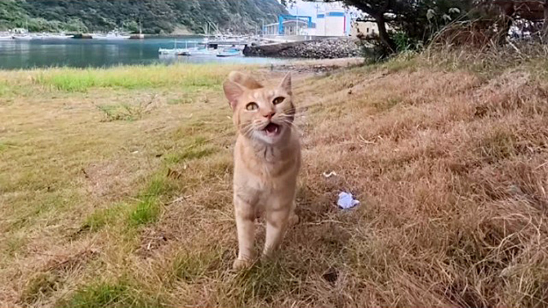 猫島の海岸で出会った猫