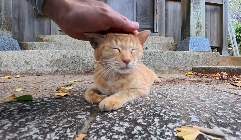 ナデナデを堪能する猫