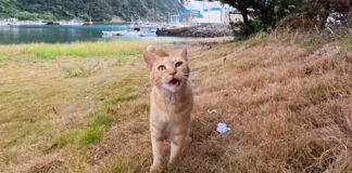 猫島の海岸で出会った猫