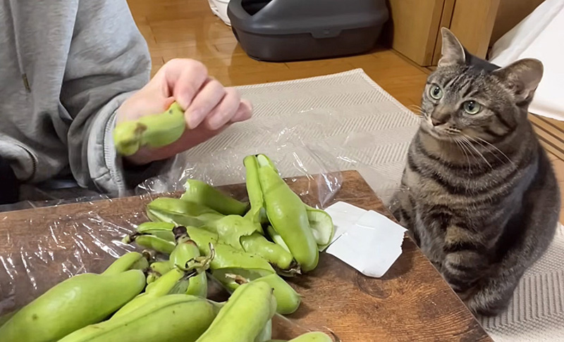 そら豆が気になってしょうがない猫