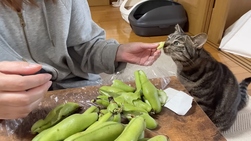そら豆が気になってしょうがない猫