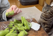 そら豆が気になってしょうがない猫