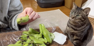 そら豆が気になってしょうがない猫