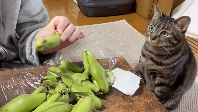 そら豆が気になってしょうがない猫