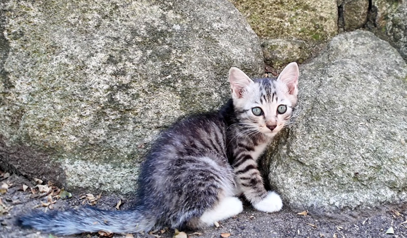 猫の集会デビューした子猫