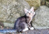 猫の集会デビューに緊張気味の子猫