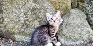 猫の集会デビューに緊張気味の子猫