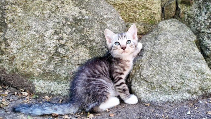 猫の集会デビューに緊張気味の子猫