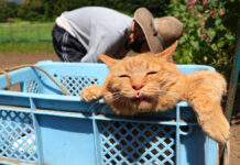おばあちゃんの種まきを手伝う猫