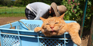 おばあちゃんの種まきを手伝う猫