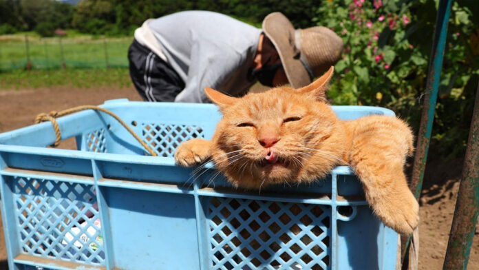 おばあちゃんの種まきを手伝う猫