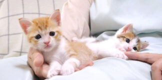 膝の上でくつろぐ子猫達
