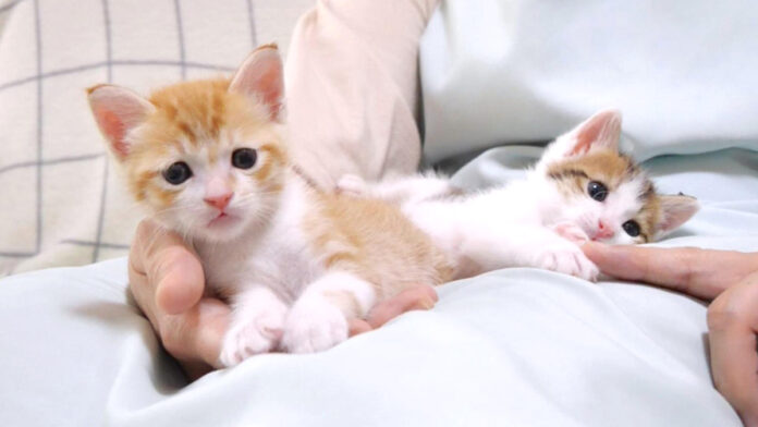 膝の上でくつろぐ子猫達