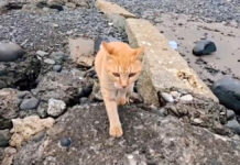 桟橋に座ると真っ直ぐに向かってきた猫