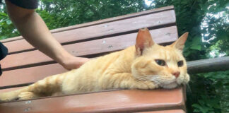ベンチでナデナデされる猫