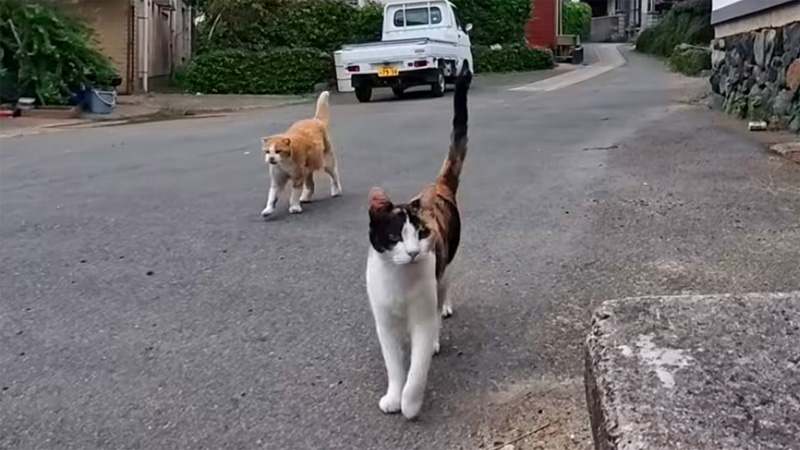 遠くからモフモフされにやって来た猫達