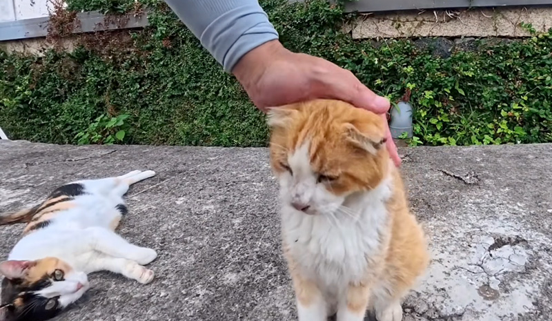 ナデナデを楽しむ猫