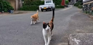 遠くからモフモフされにやって来た猫達