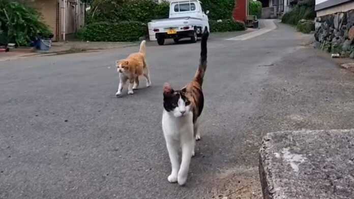 遠くからモフモフされにやって来た猫達