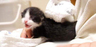 突然へその緒が取れた子猫
