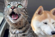 地震で避難した猫と犬