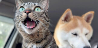 地震で避難した猫と犬