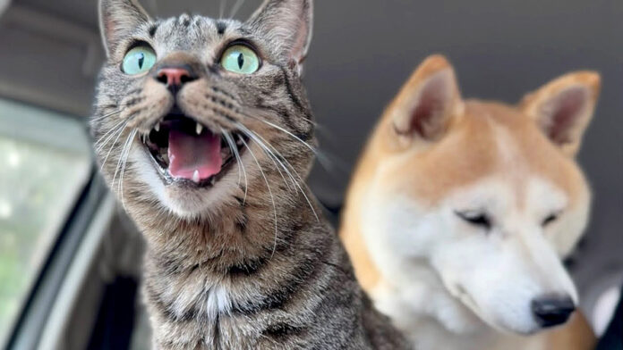 totsuzennojisin_neko_title 地震で避難した猫と犬