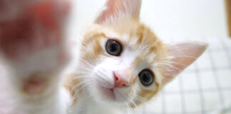 突然猫パンチしてくる子猫
