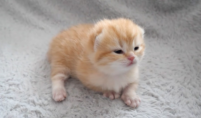 ウトウトする子猫