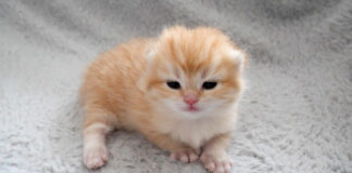 ウトウトする子猫