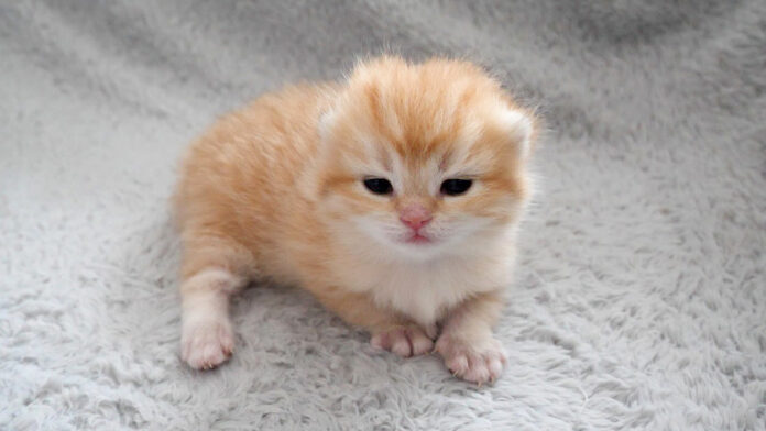 ウトウトする子猫