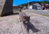 かまって欲しそうな猫