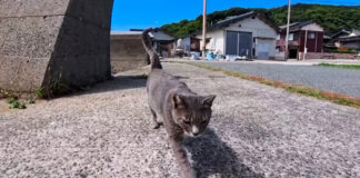 かまって欲しそうな猫