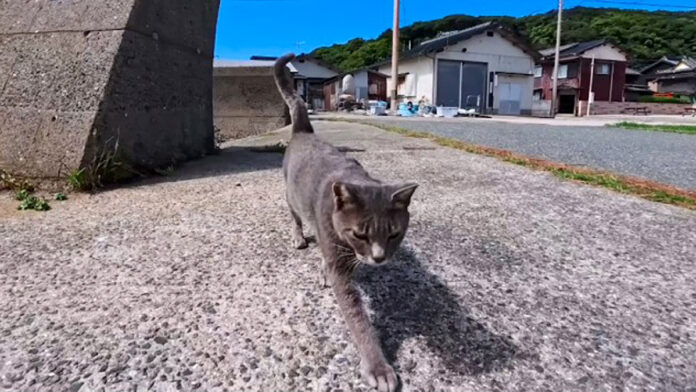 かまって欲しそうな猫