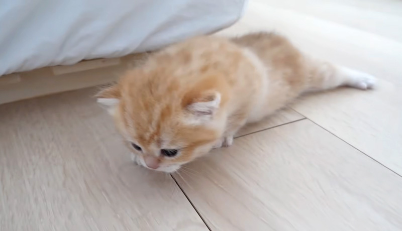 上手く前に進めない子猫