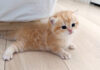 ツルツル滑って上手く前に進めない子猫