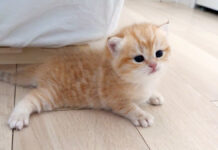 ツルツル滑って上手く前に進めない子猫