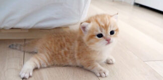 ツルツル滑って上手く前に進めない子猫