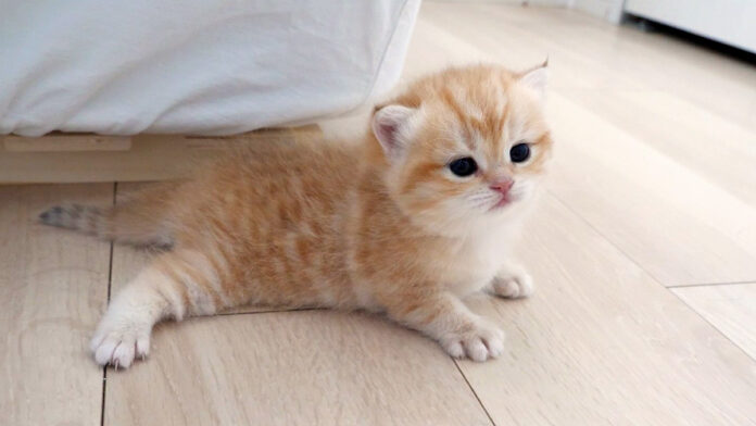 ツルツル滑って上手く前に進めない子猫