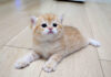 後ろに進んじゃう子猫