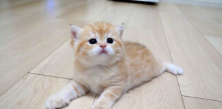 後ろに進んじゃう子猫