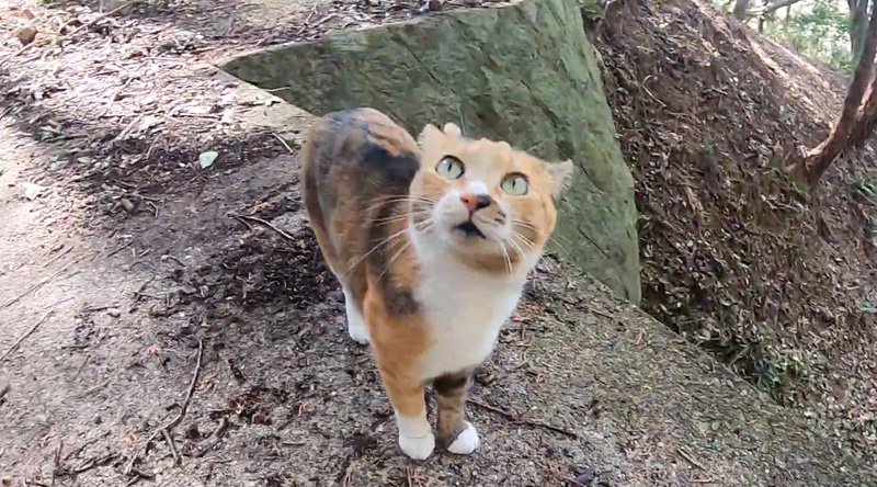 山を散歩する猫