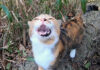 山に置いていかれたと思った猫